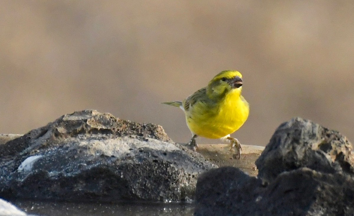 White-bellied Canary - ML74788841