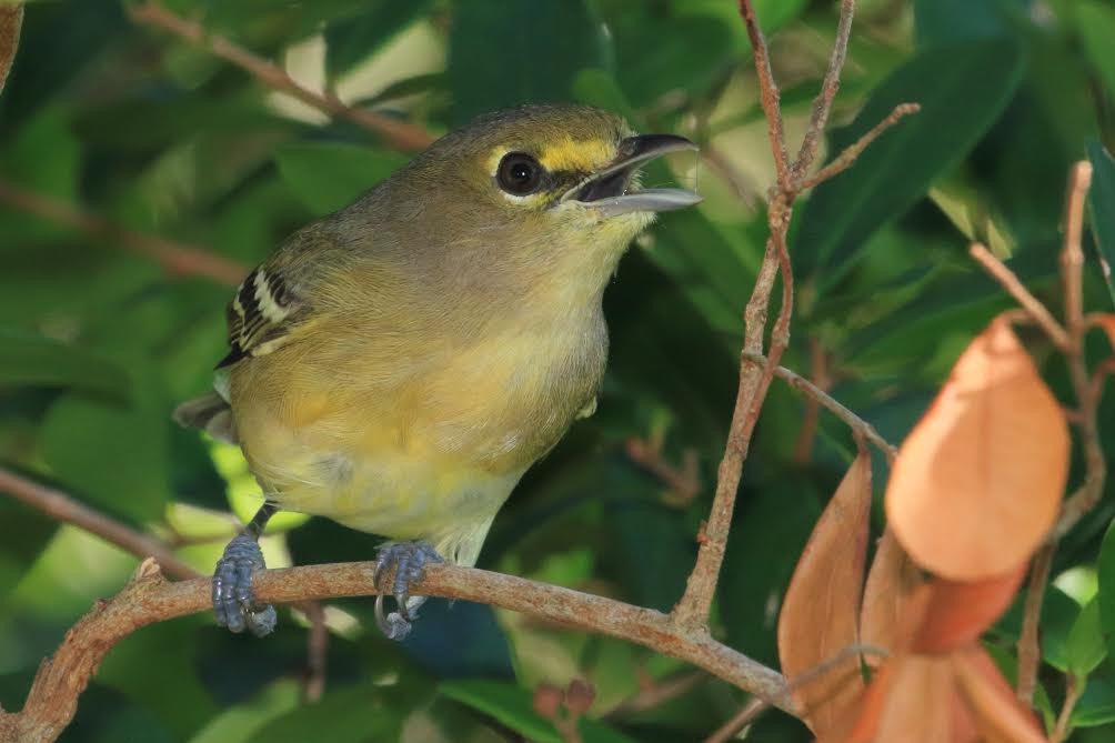 Thick-billed Vireo - ML74789341
