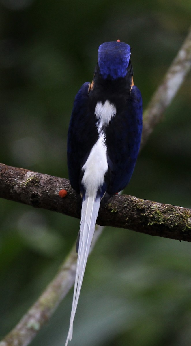 Buff-breasted Paradise-Kingfisher - Mary Clarke