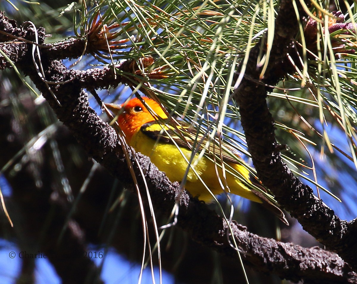 Western Tanager - Charlie Trapani