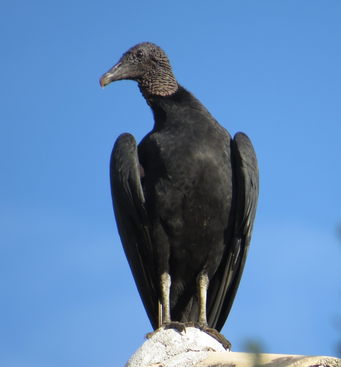 Black Vulture - Phil Arneson