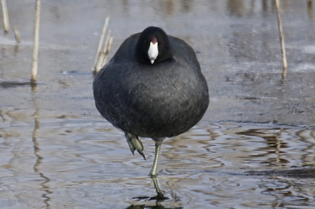 American Coot (Red-shielded) - Phillip Odum