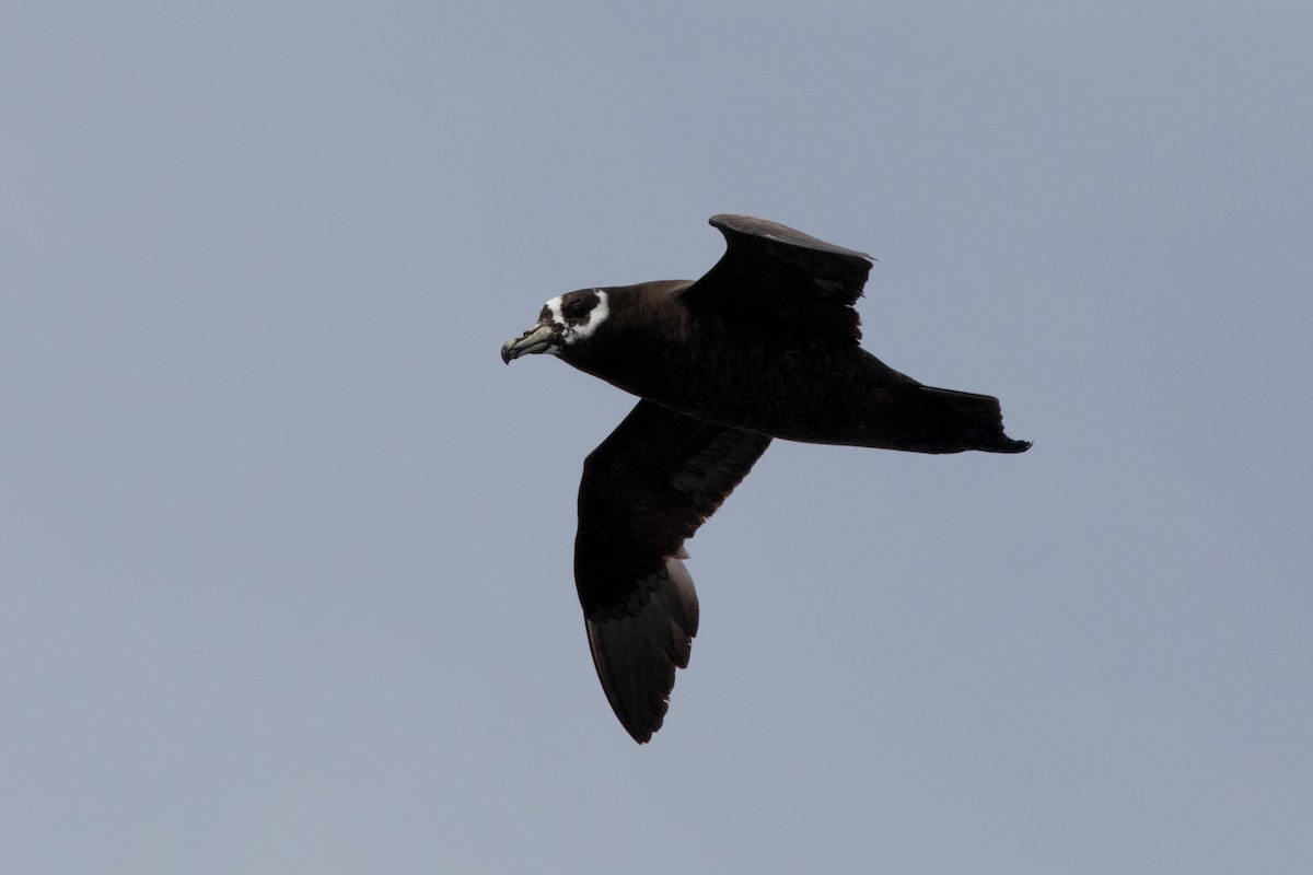 Spectacled Petrel - ML74799701