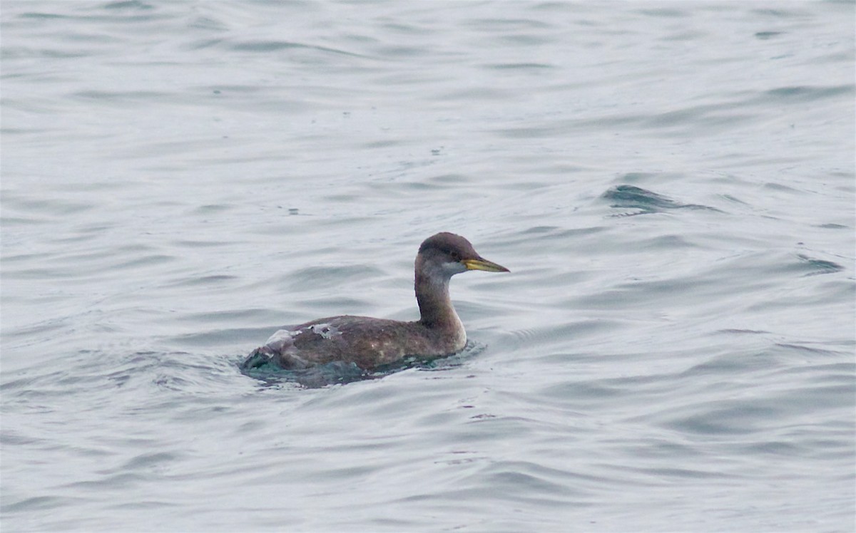 Red-necked Grebe - ML74810891