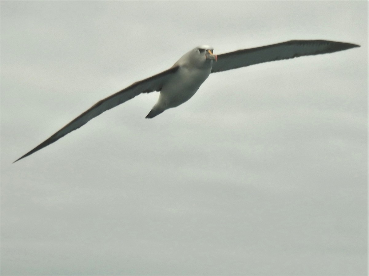 Atlantic Yellow-nosed Albatross - Jennifer Rothe