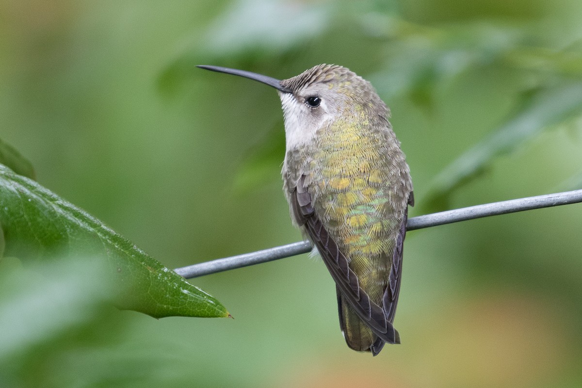 Costa's Hummingbird - Ken Chamberlain