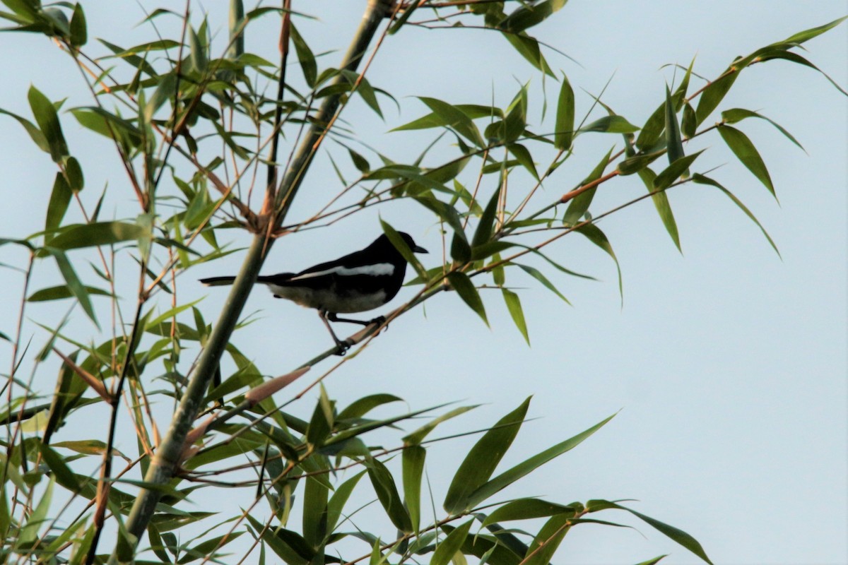 Oriental Magpie-Robin - Fadzrun A.