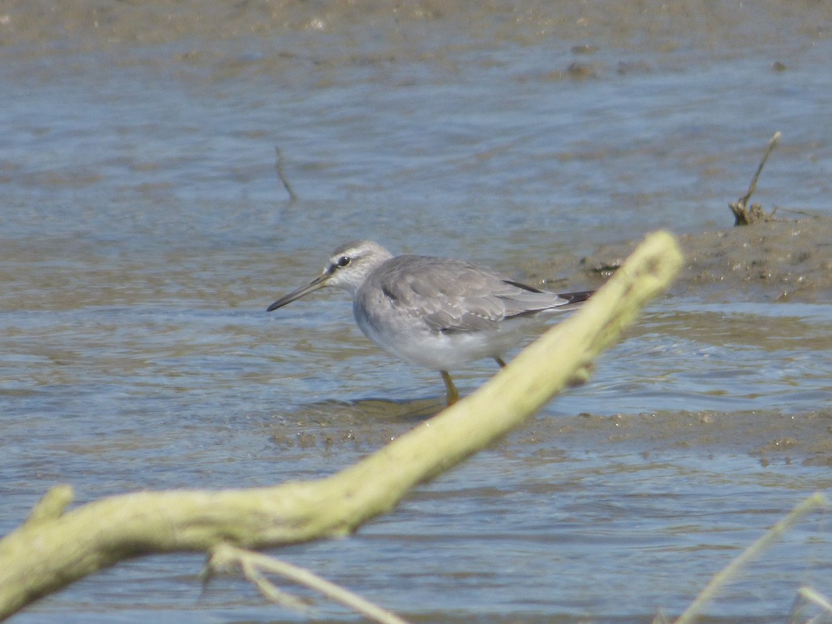 Gray-tailed Tattler - Philip Crutchley