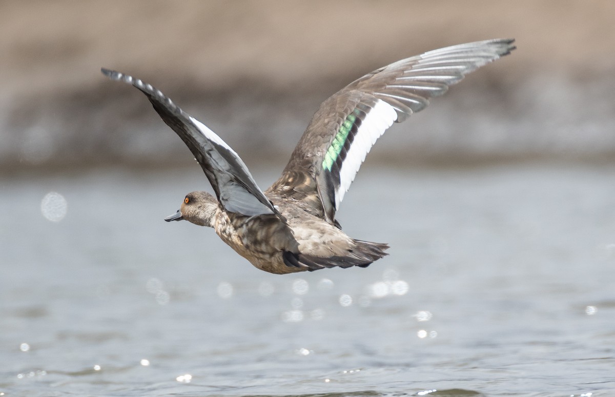 Crested Duck - ML74820681