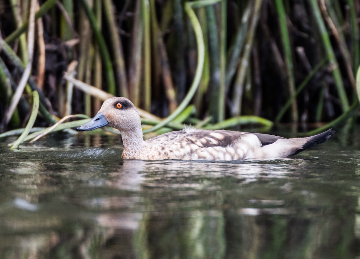 Crested Duck - ML74820861