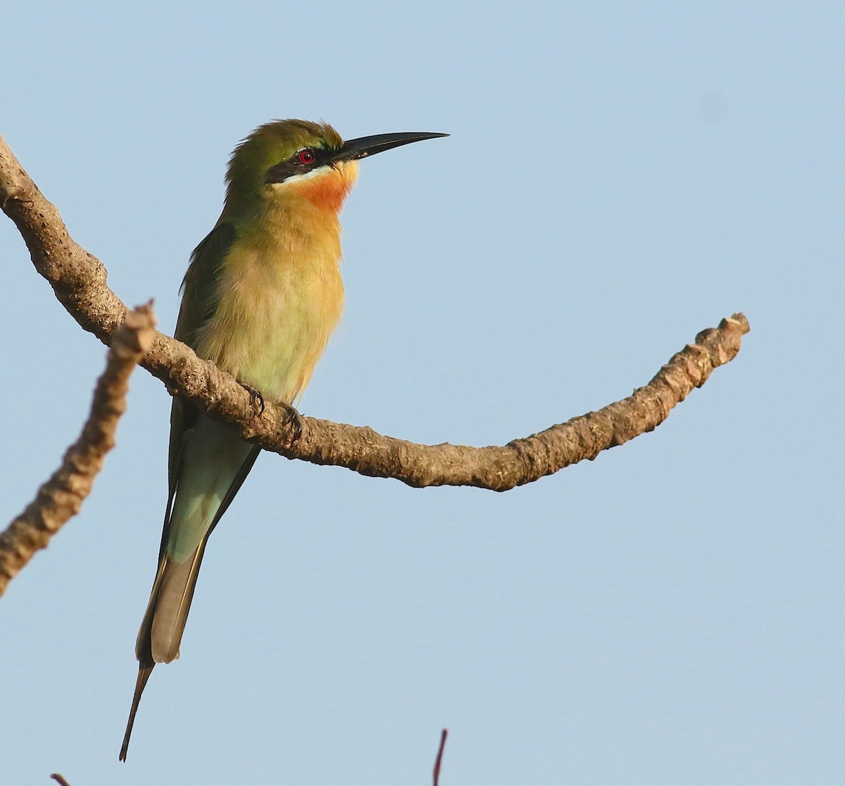 Blue-tailed Bee-eater - Savio Fonseca (www.avocet-peregrine.com)