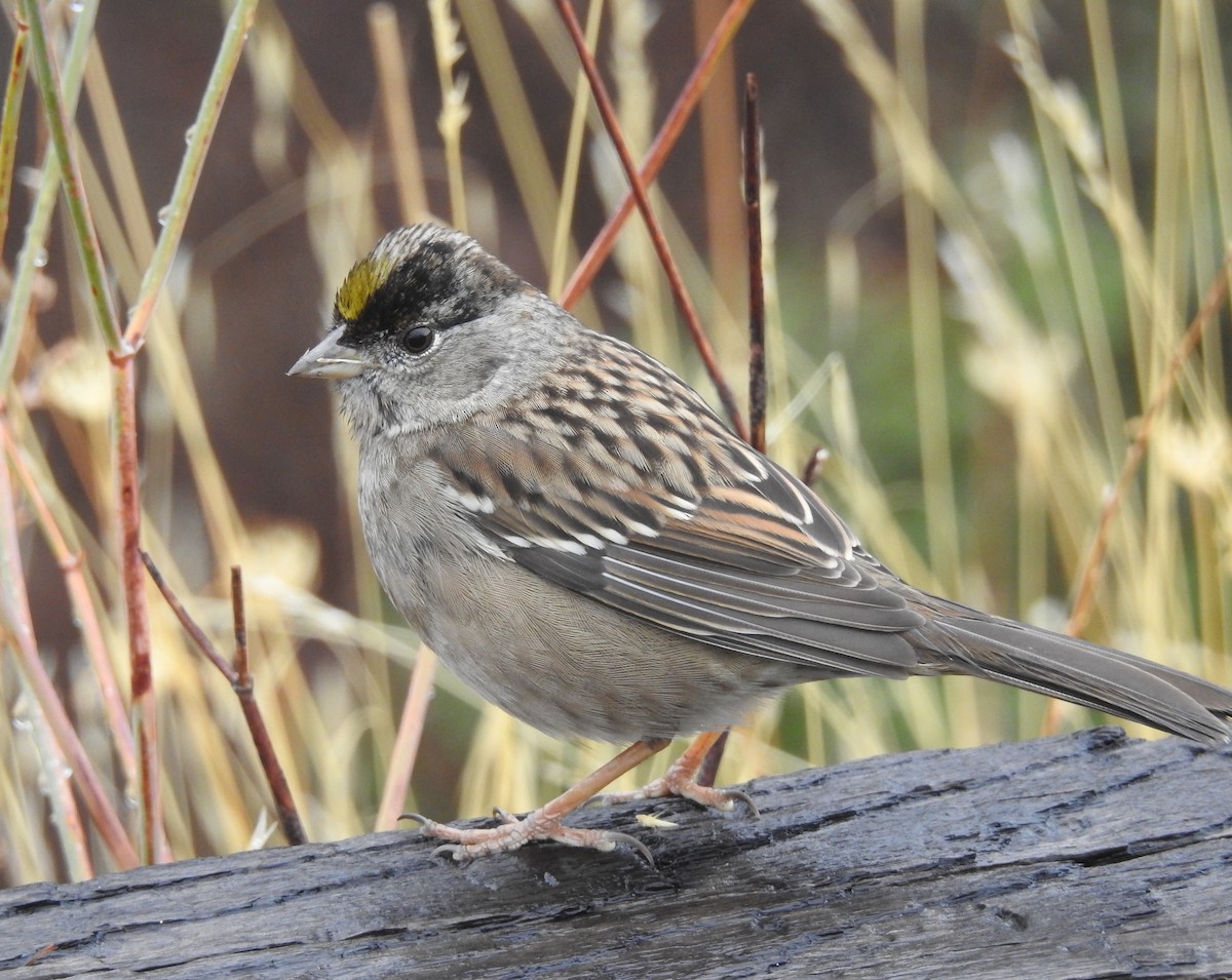 Golden-crowned Sparrow - Mark Bartolome Stevens