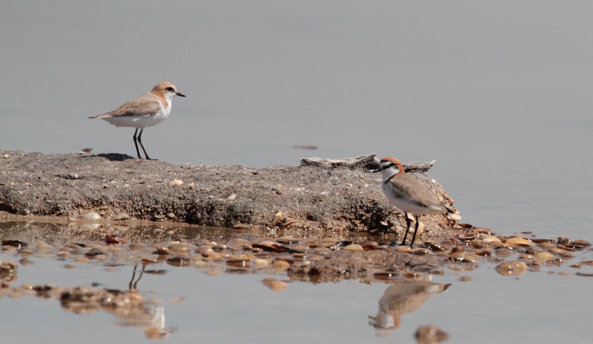 Red-capped Plover - ML74825561