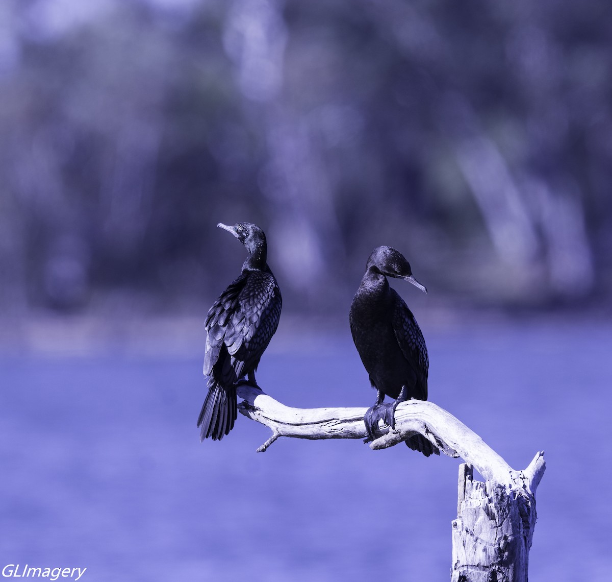 Little Black Cormorant - Greg & Jeanette Licence