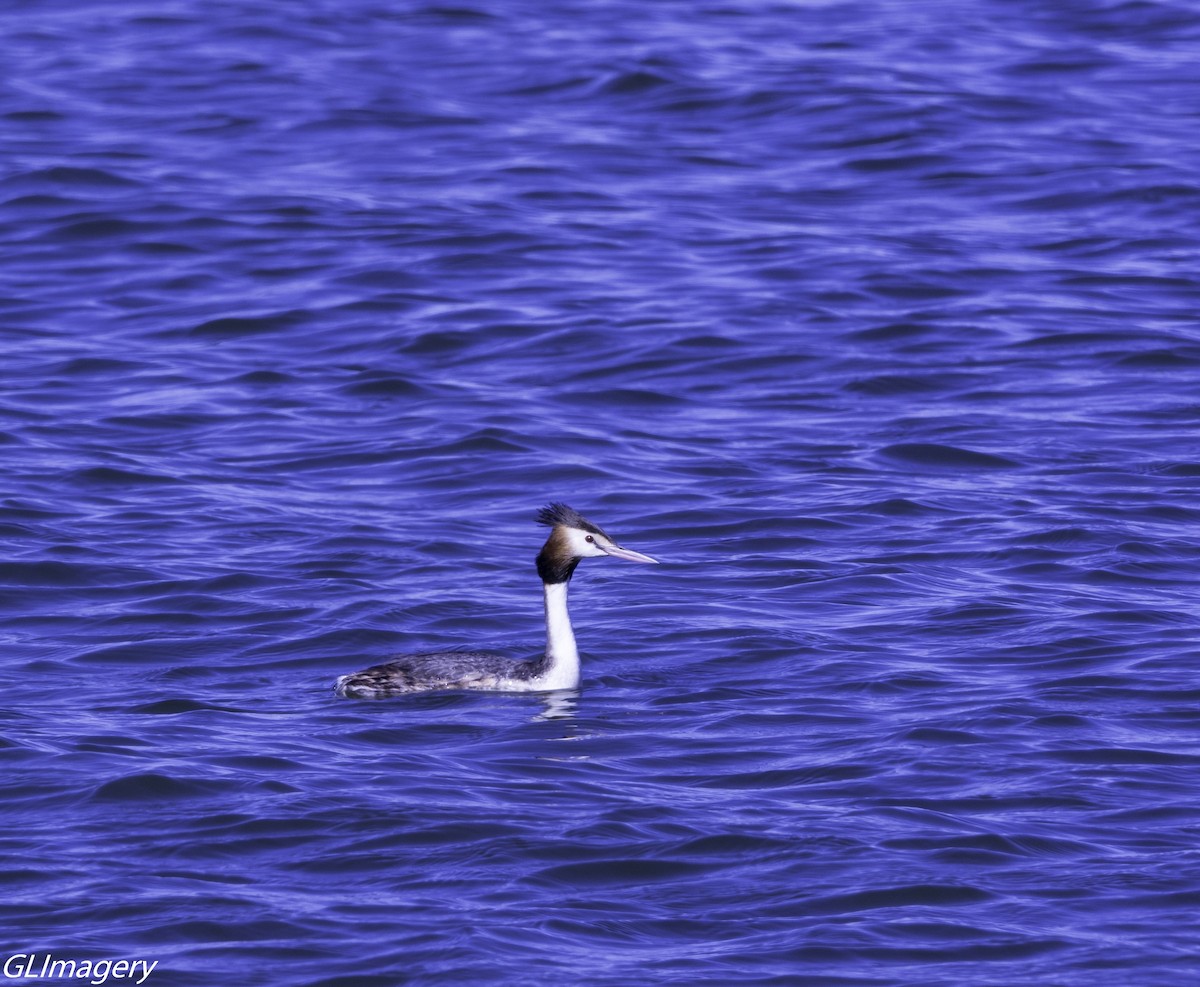 Great Crested Grebe - Greg & Jeanette Licence