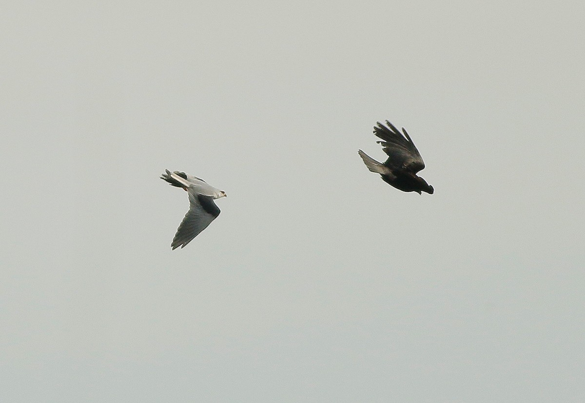 Black-winged Kite - Neoh Hor Kee