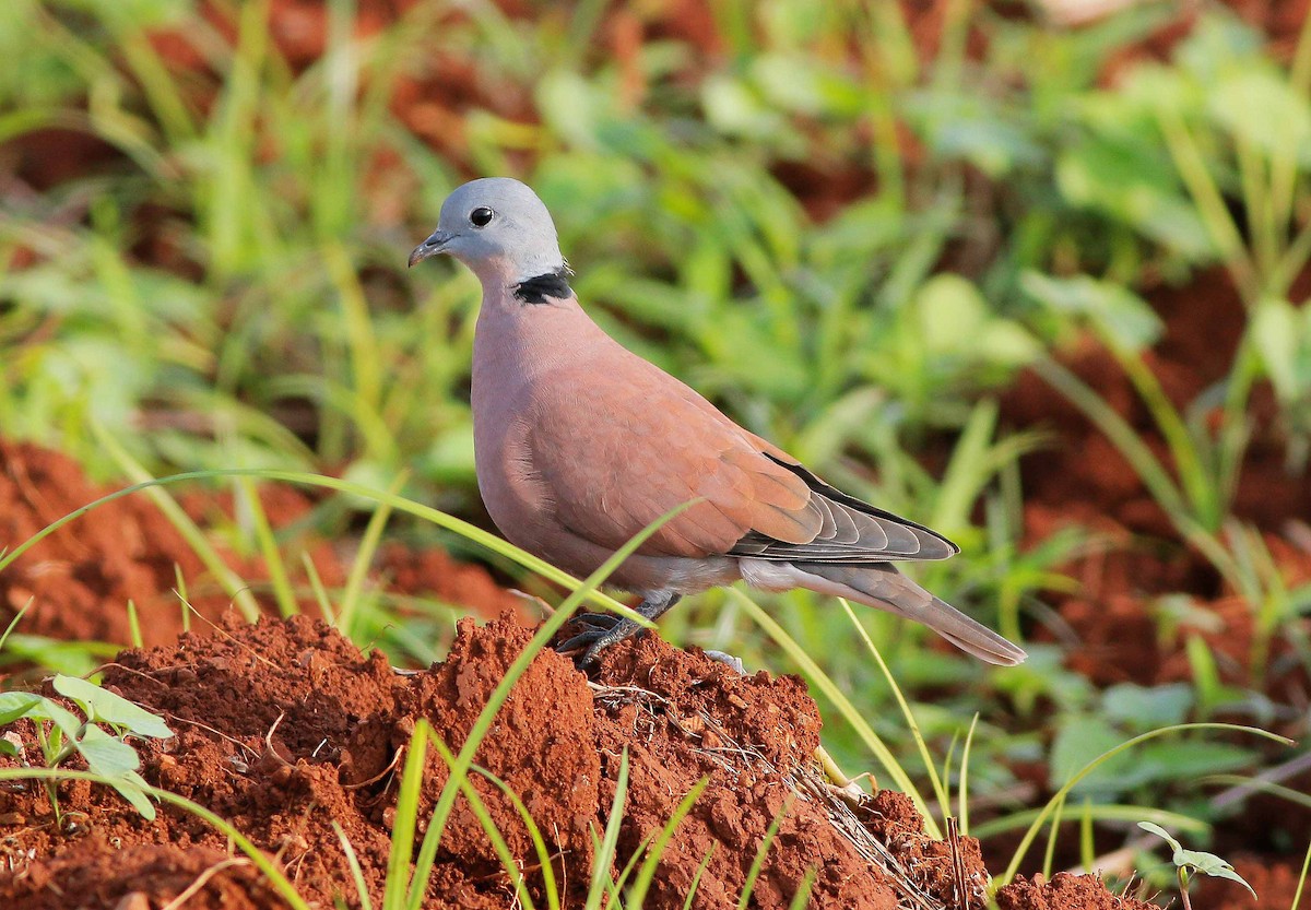 Red Collared-Dove - ML74826871