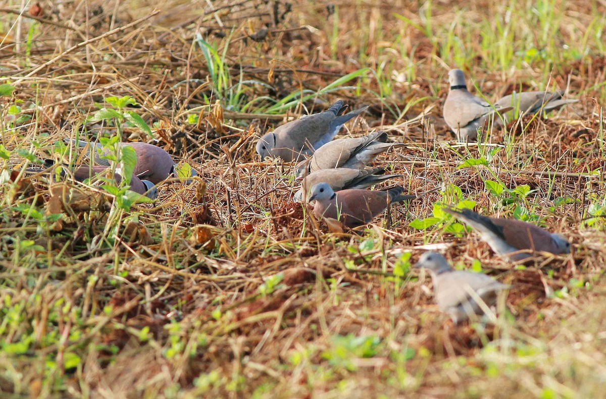 Red Collared-Dove - Neoh Hor Kee