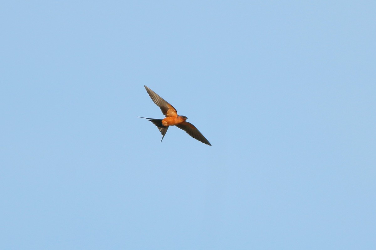 Rufous-bellied Swallow - ML74827171