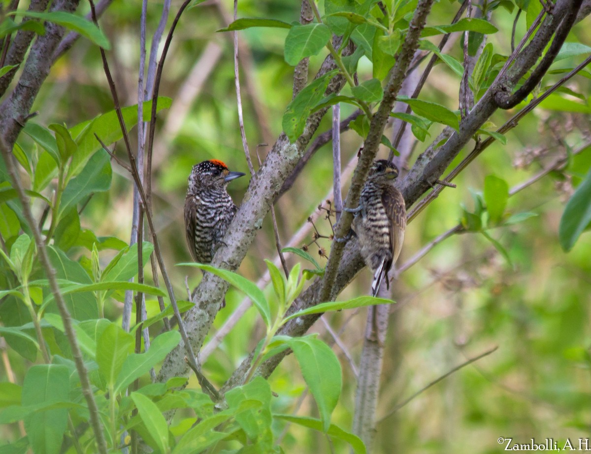 White-barred Piculet - ML74828571