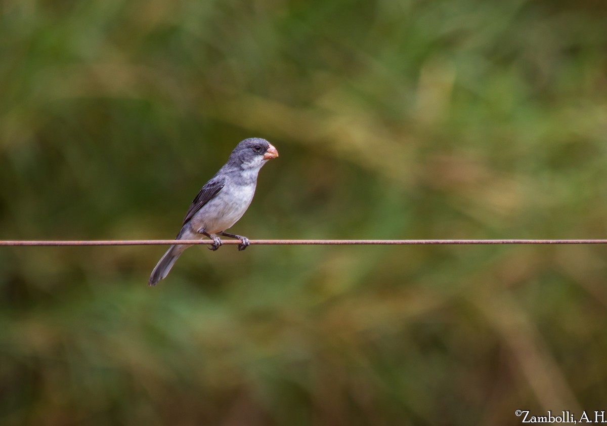 White-bellied Seedeater - André  Zambolli