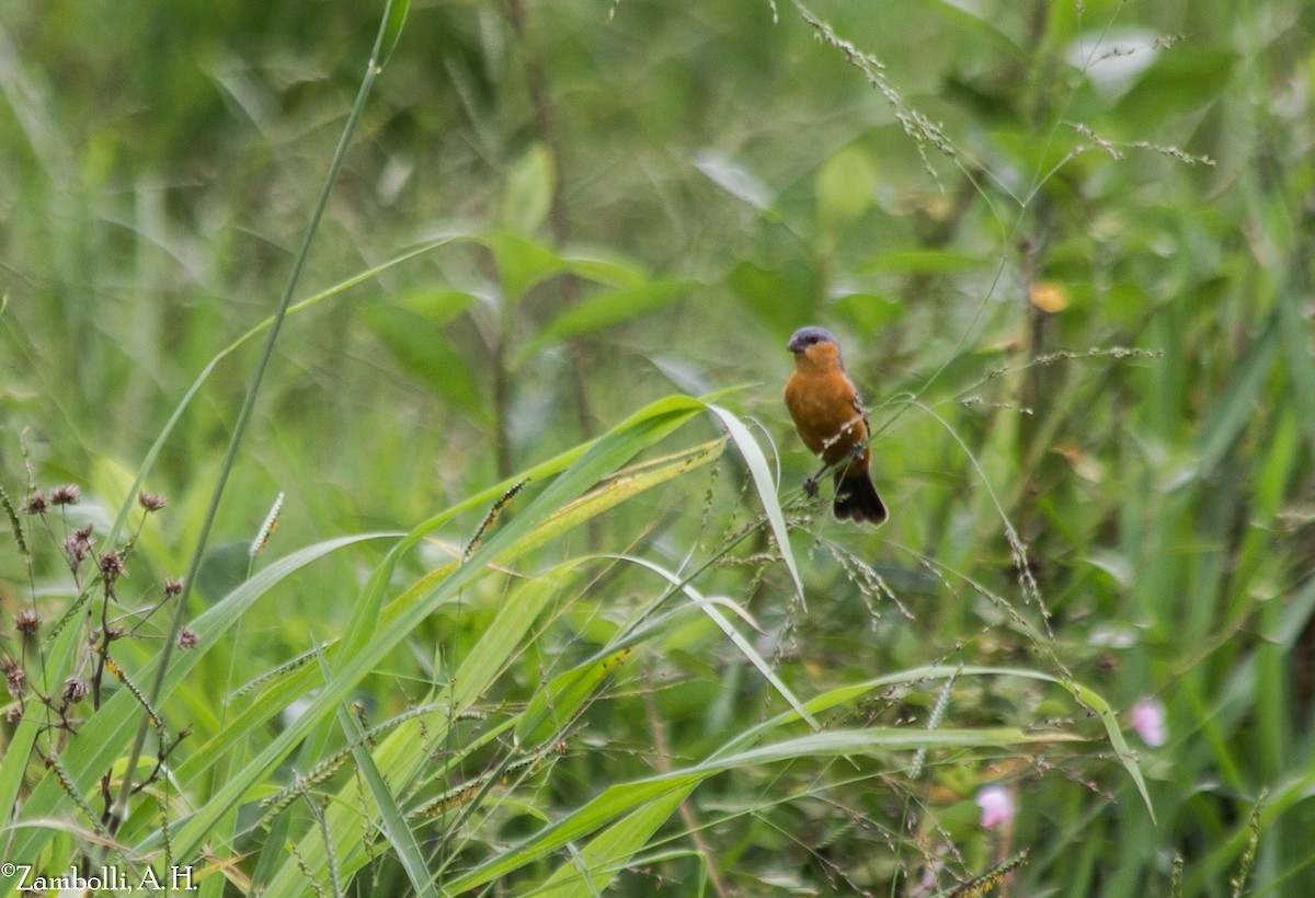 Tawny-bellied Seedeater - ML74828971