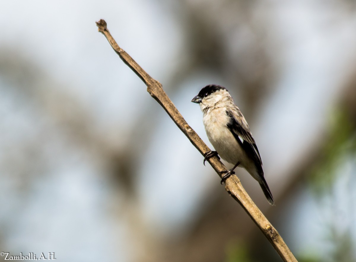 Pearly-bellied Seedeater - André  Zambolli
