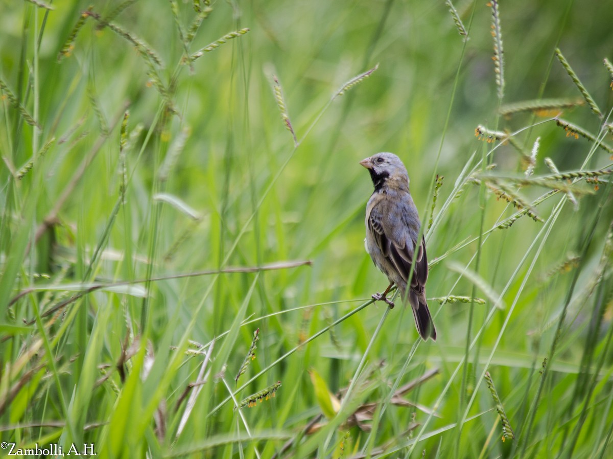 Black-bellied Seedeater - André  Zambolli