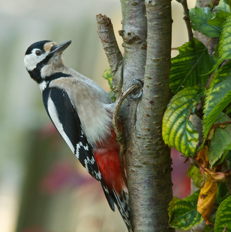 Great Spotted Woodpecker - Piet Grasmaijer