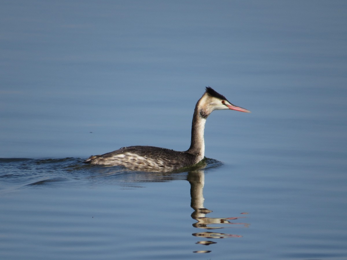 Great Crested Grebe - ML74831851