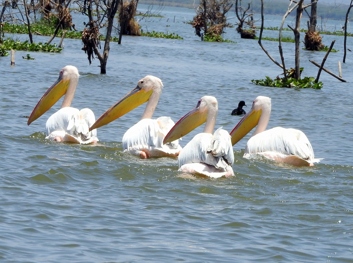 Great White Pelican - Todd A. Watkins