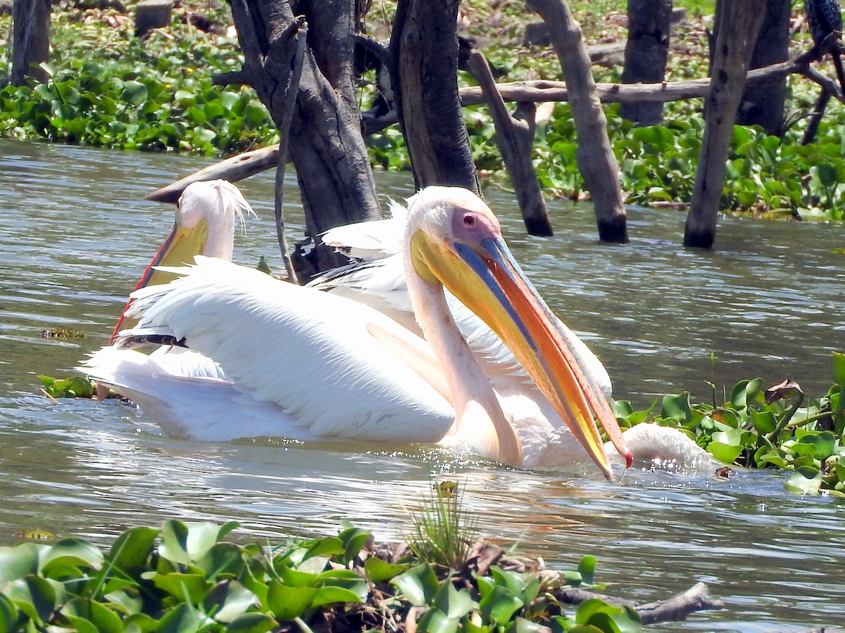 pelikán bílý - ML74833531