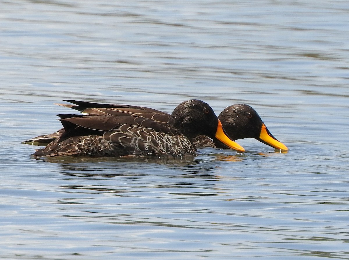 Yellow-billed Duck - ML74833601