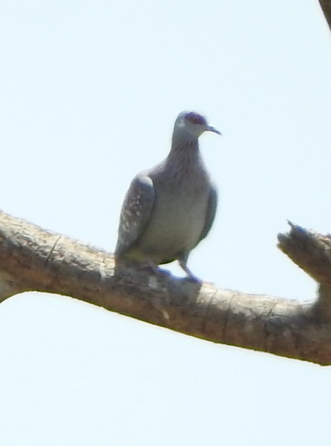 Speckled Pigeon - ML74833621