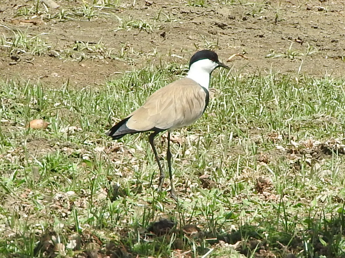 Spur-winged Lapwing - Todd A. Watkins