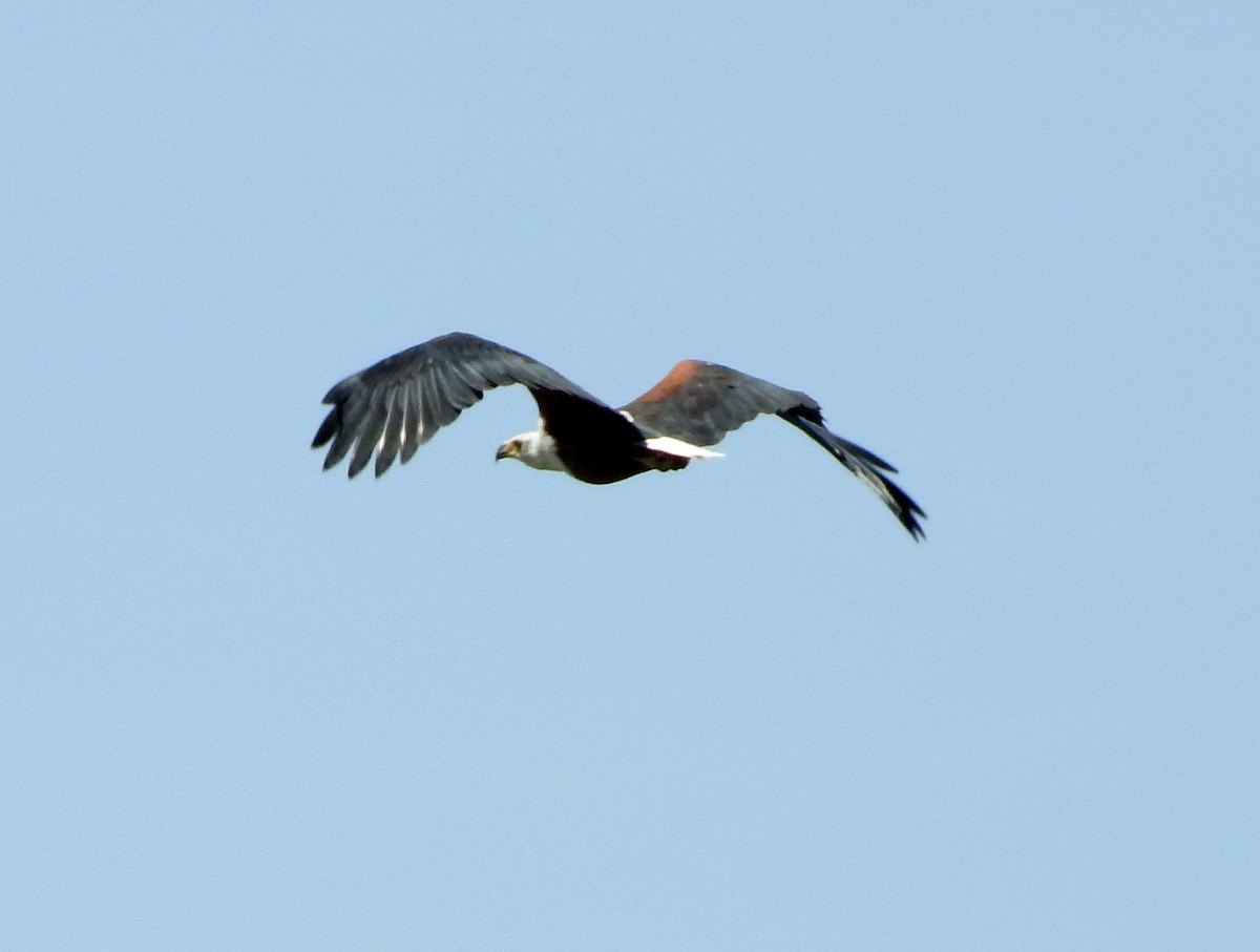 African Fish-Eagle - ML74833781