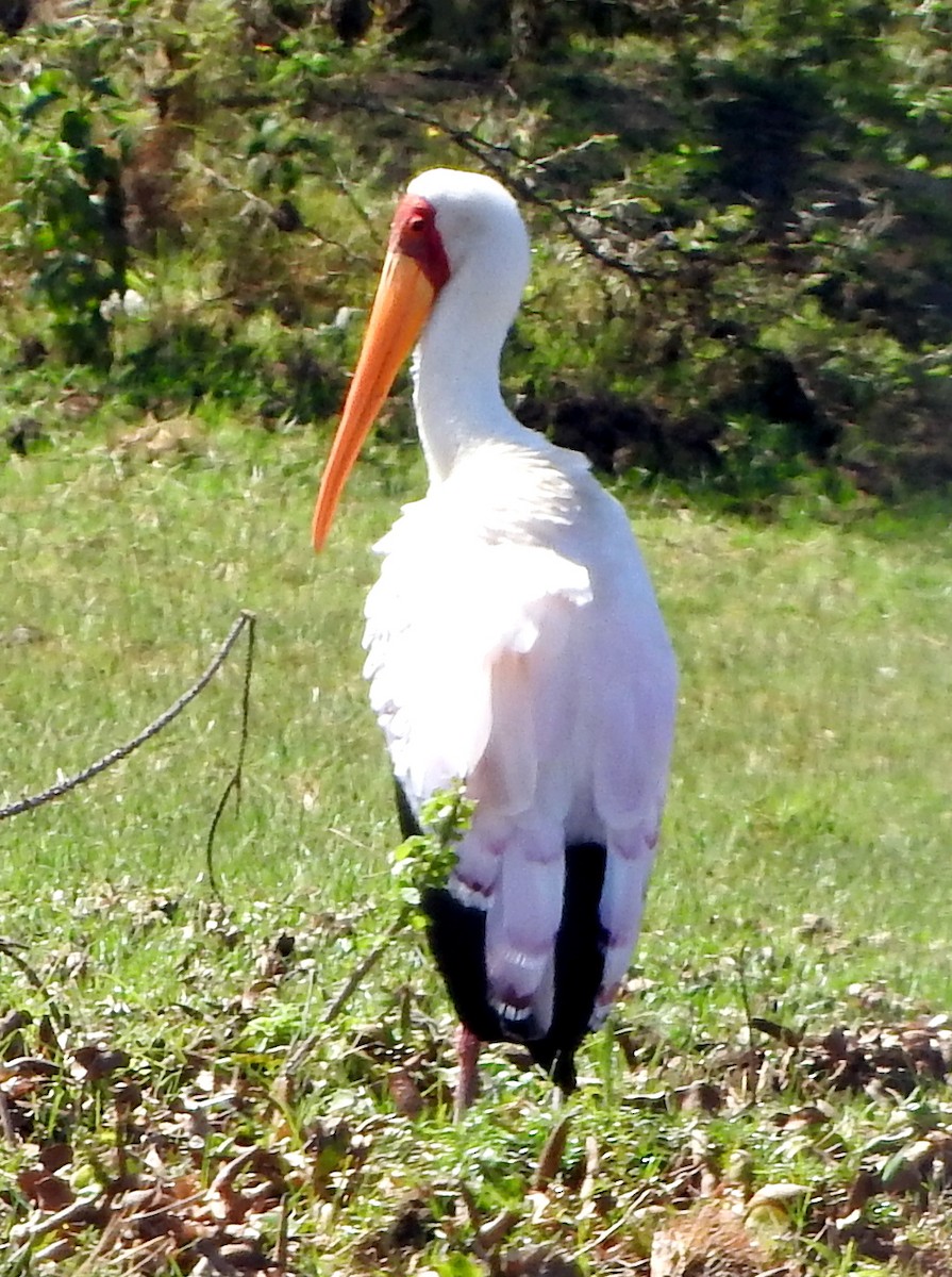 Yellow-billed Stork - Todd A. Watkins