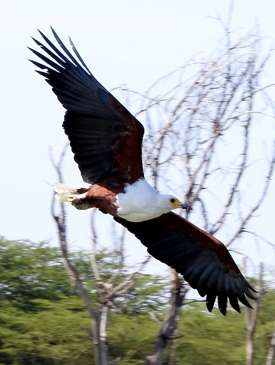 African Fish-Eagle - ML74833801