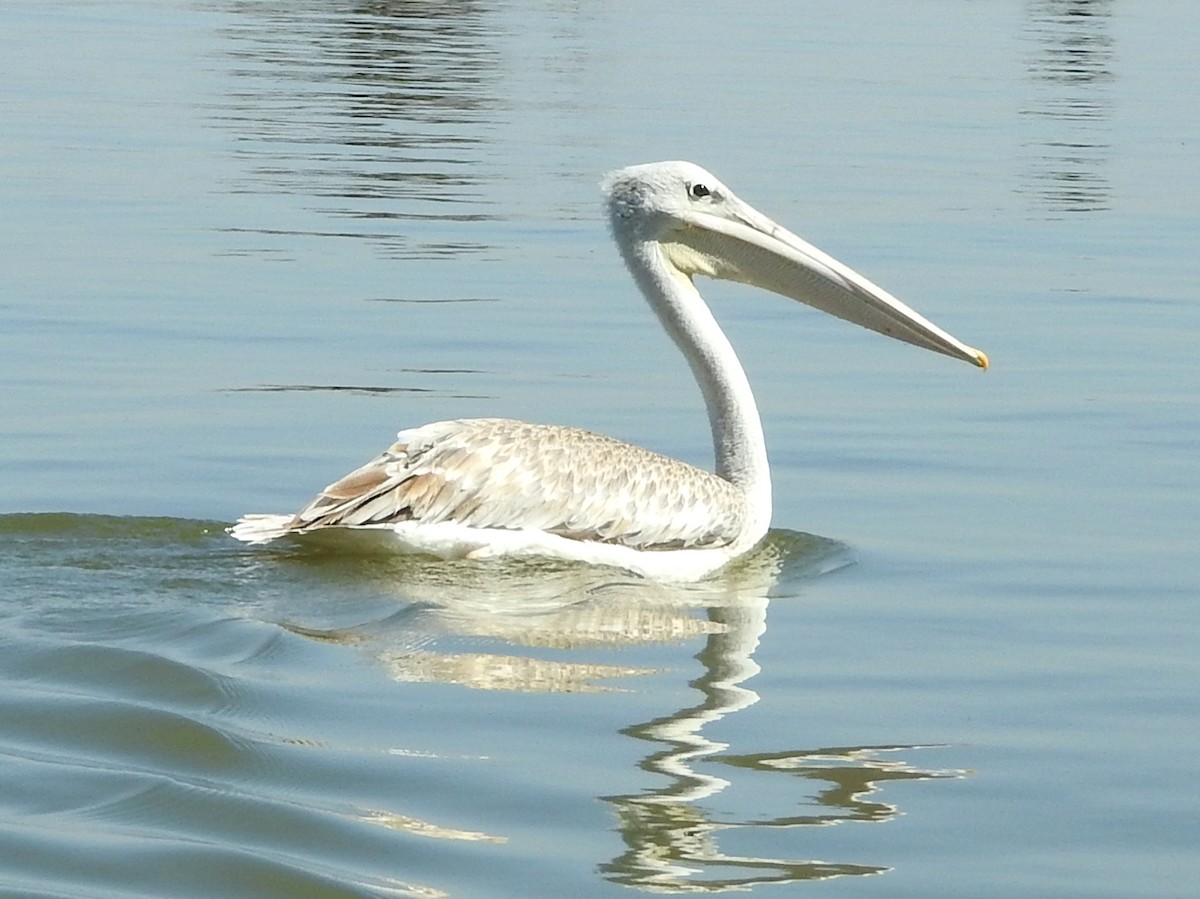 Pink-backed Pelican - ML74834161