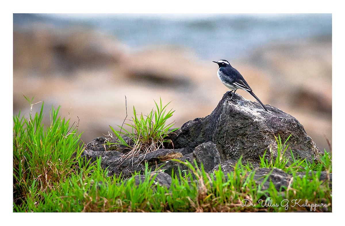 White-browed Wagtail - ML74834291