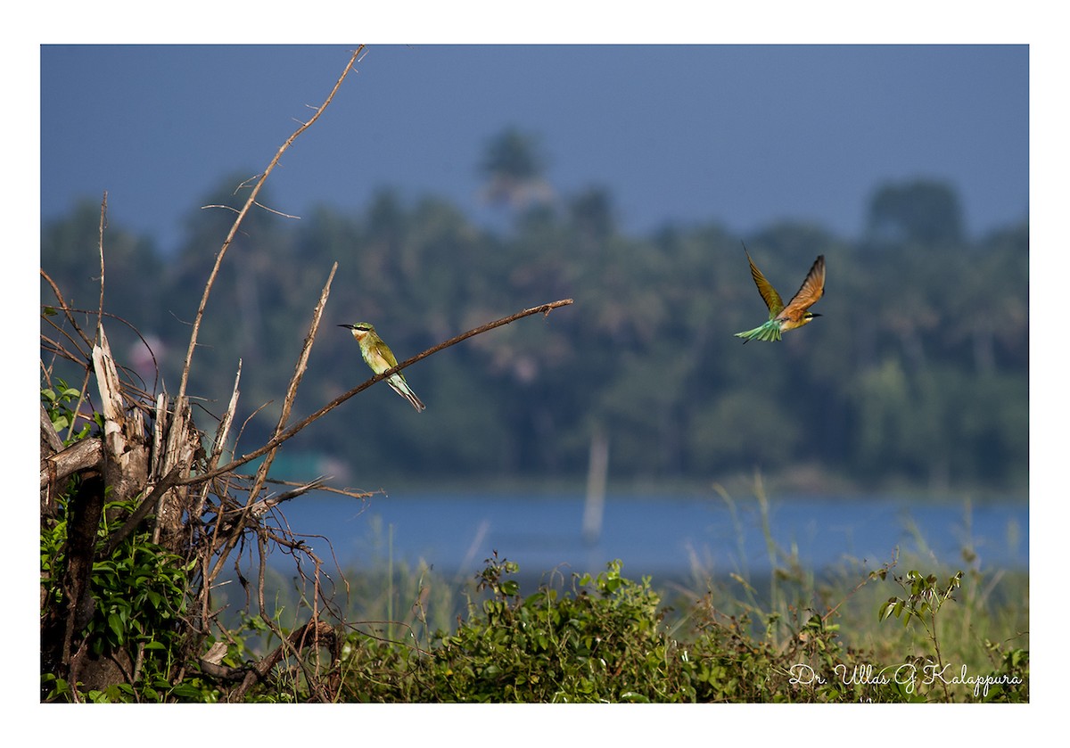 Blue-tailed Bee-eater - ML74834591