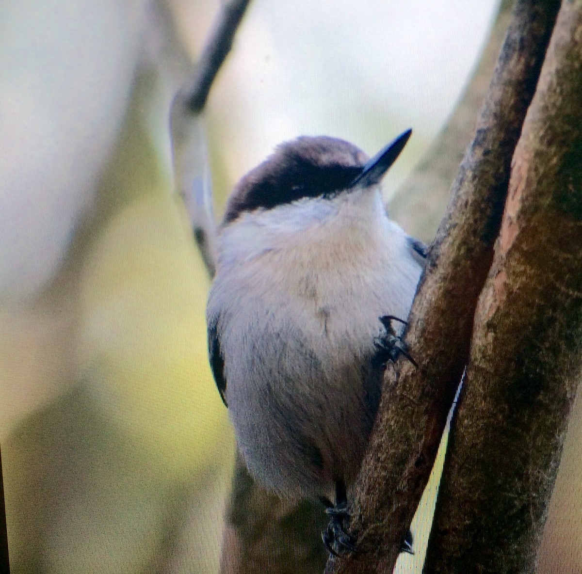 Brown-headed Nuthatch - ML74835621