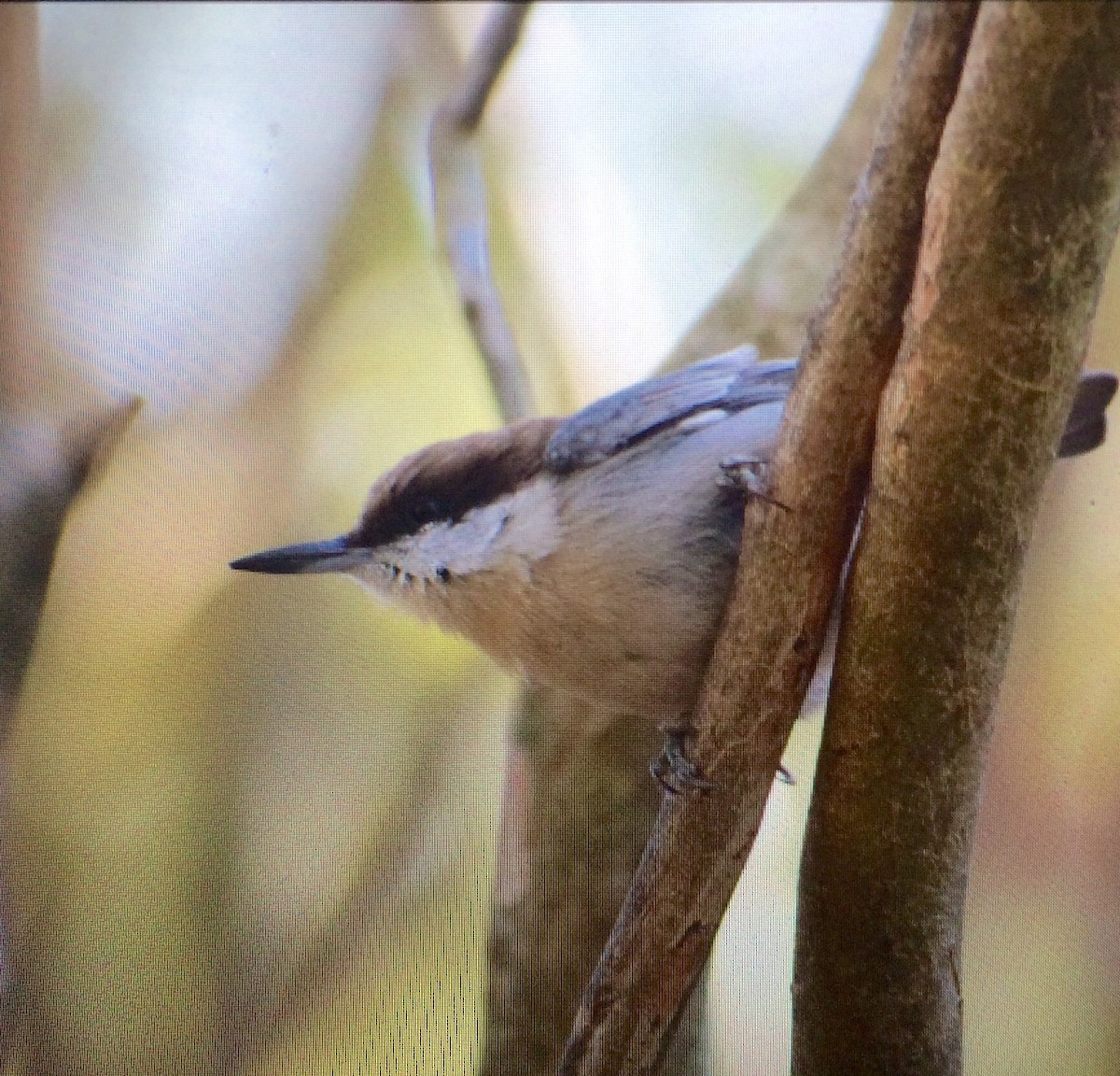 Brown-headed Nuthatch - ML74835641