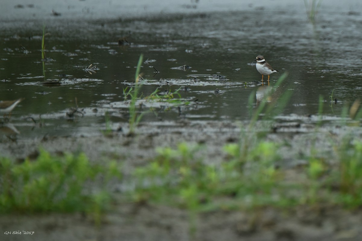 Common Ringed Plover - ML74836631