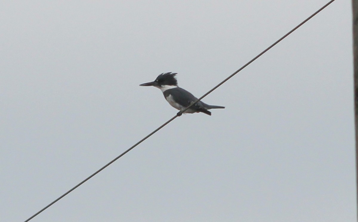 Belted Kingfisher - ML74838921