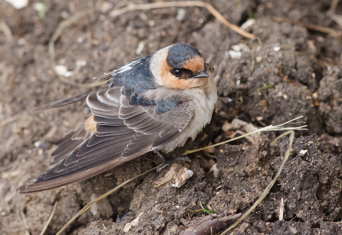 Cave Swallow (Texas) - ML74844511
