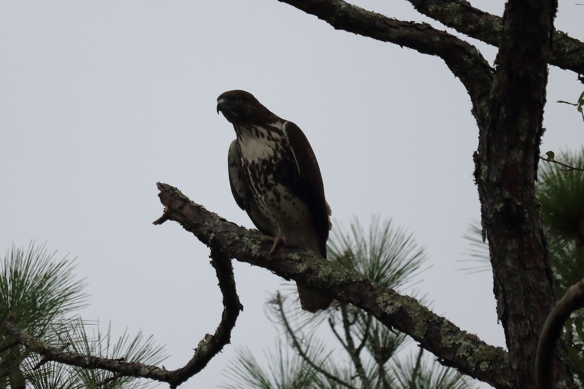 Red-tailed Hawk - ML74849091