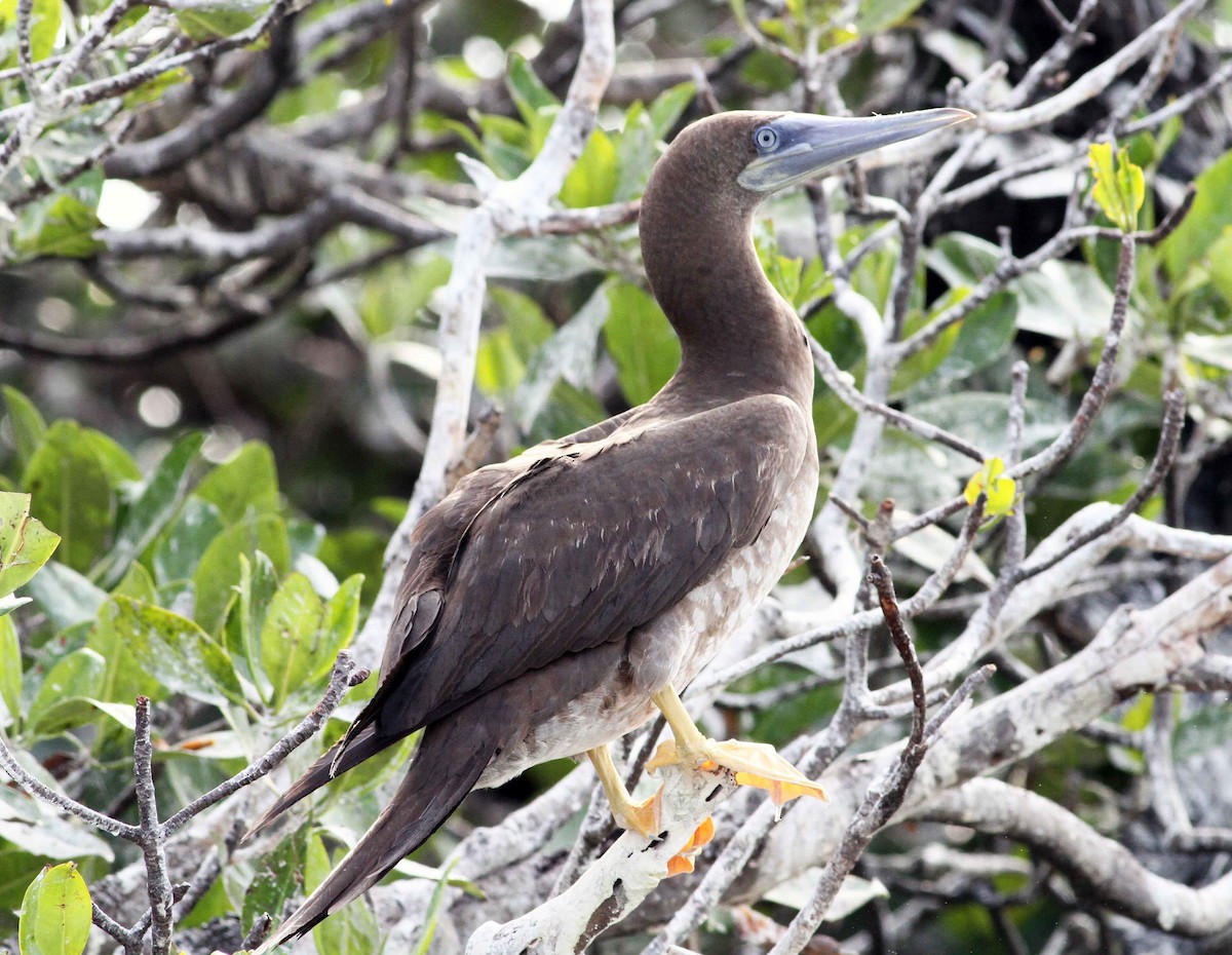 Brown Booby - ML74849261