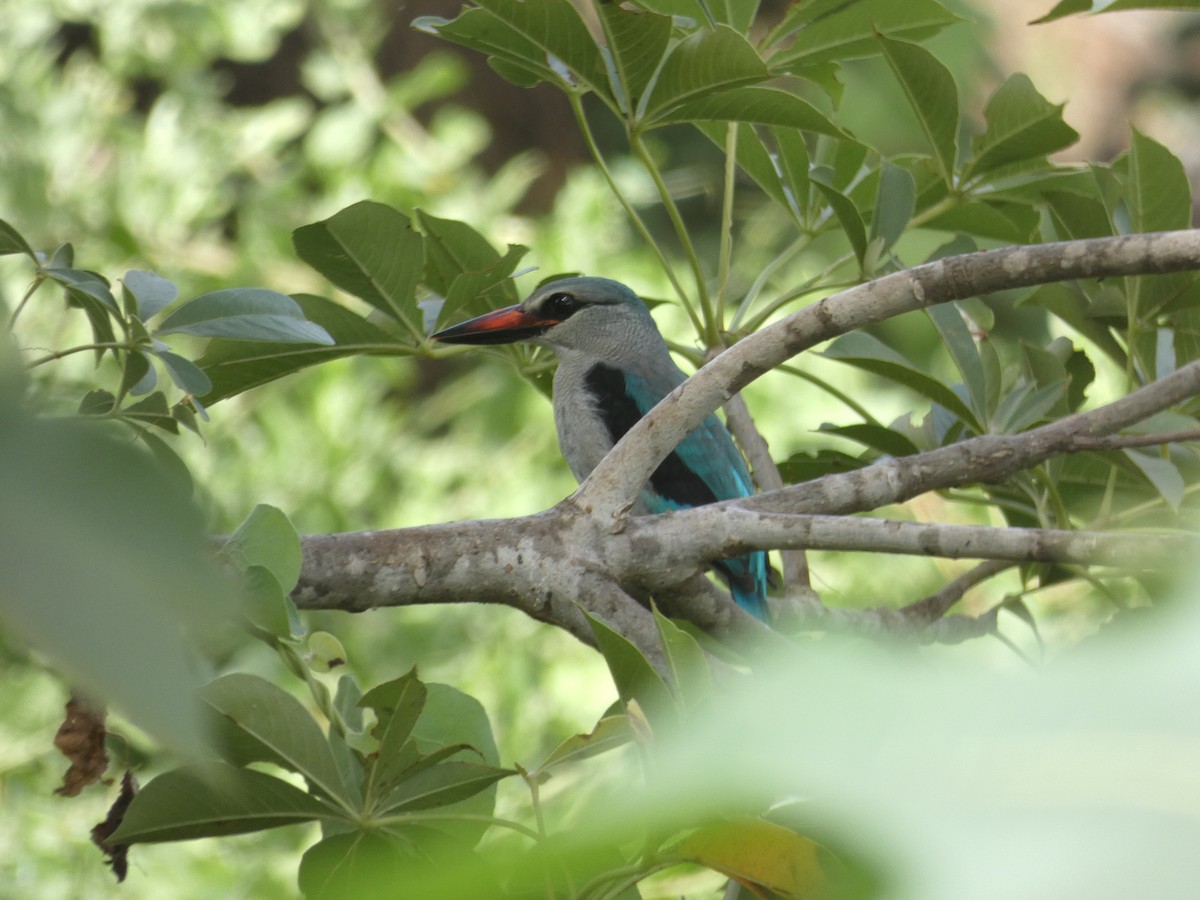 Woodland Kingfisher - Thibaut RIVIERE