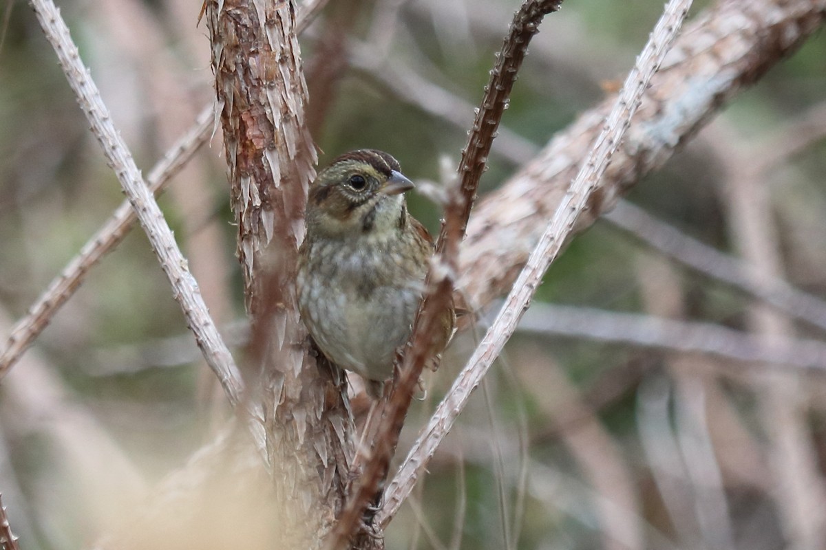 Swamp Sparrow - Alta Tanner